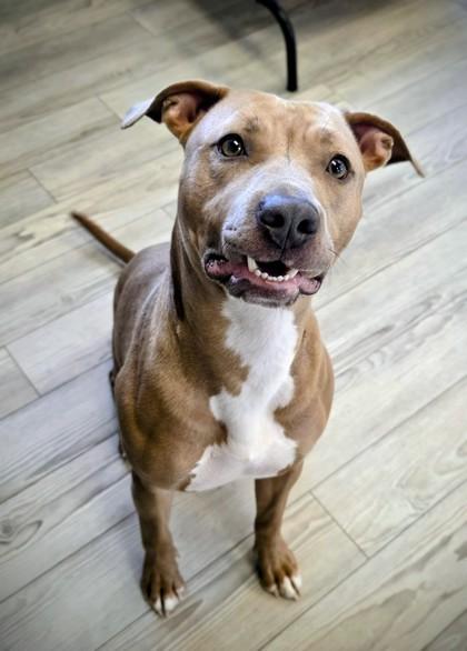 Mama`s, Adoptable, Adult Female Terrier & Mixed Breed.