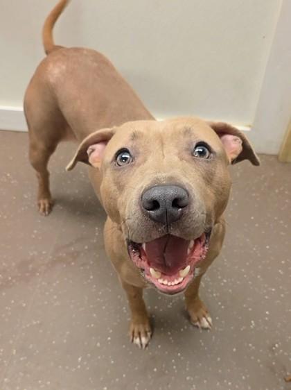 Enlarge Mama`s, a Adoptable mixed breed in South Bend, IN image 2/3