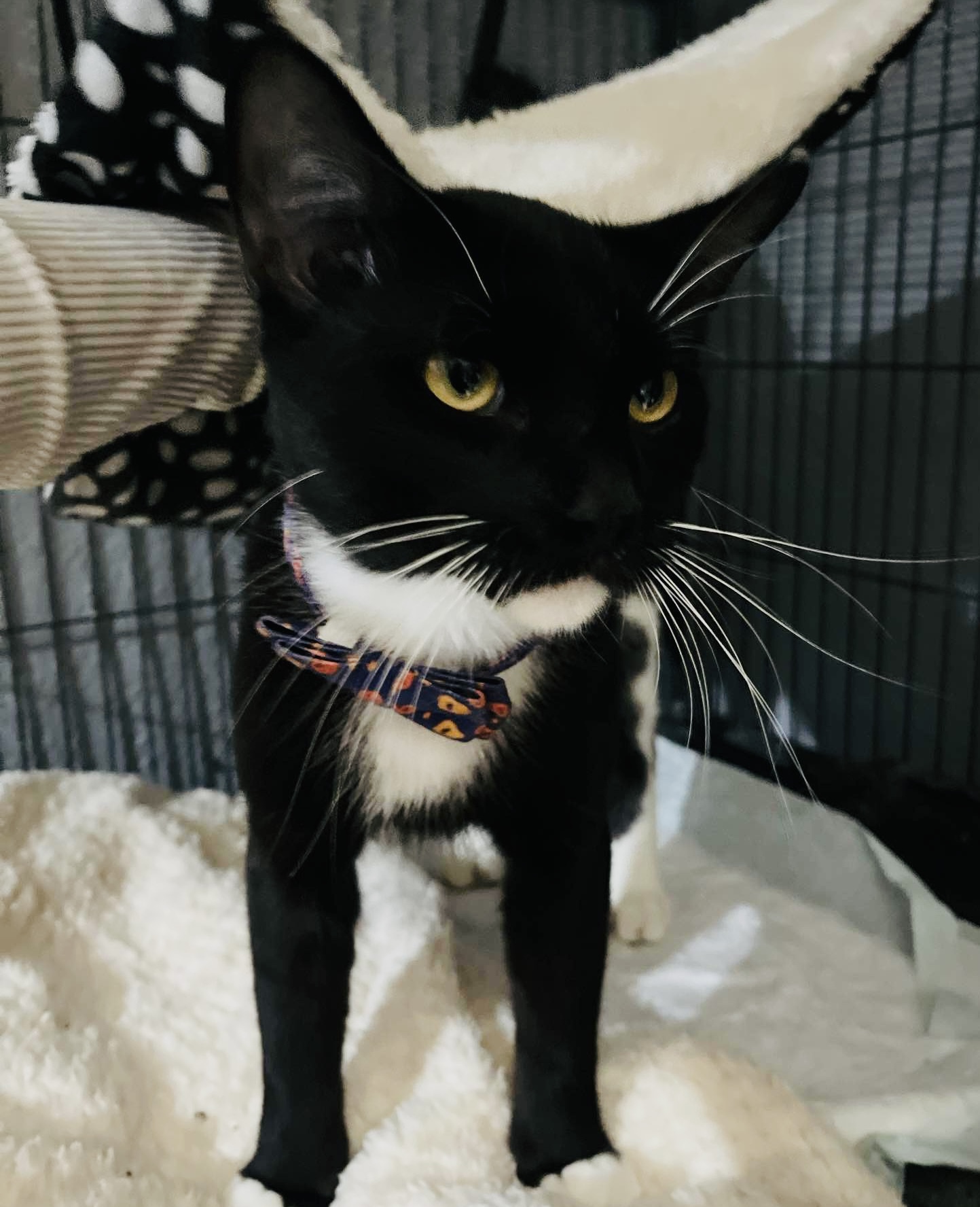 Enlarge Perfect Sylvester, a Adopted Tuxedo in West Hartford , CT image 3/5
