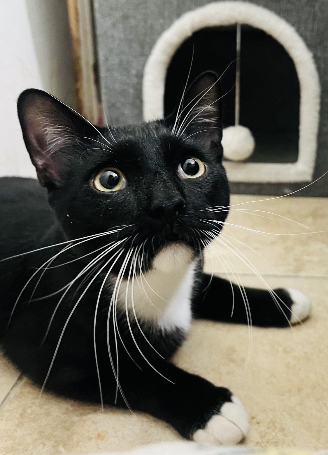 Enlarge Perfect Sylvester, a Adopted Tuxedo in West Hartford , CT image 1/5