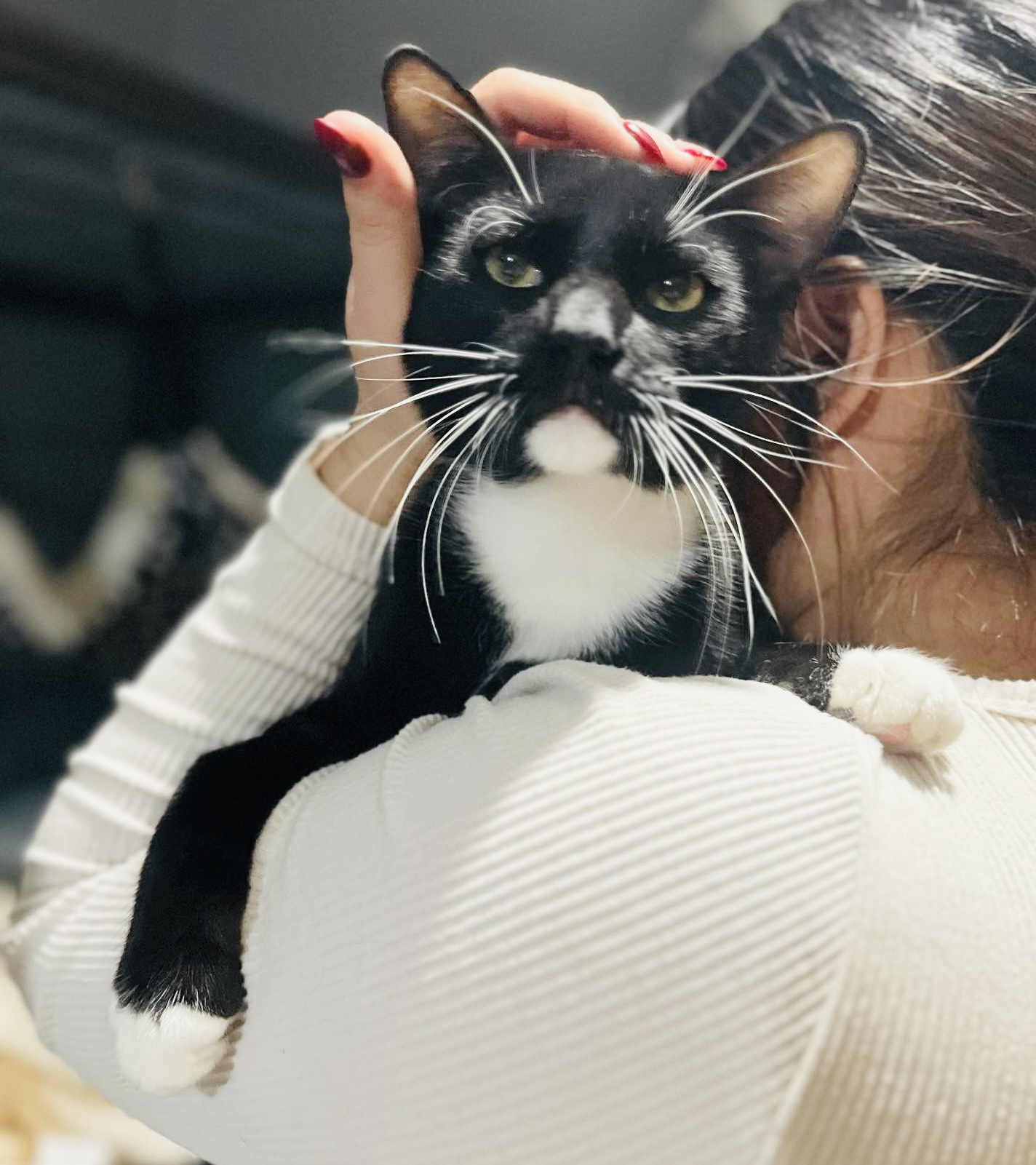 Enlarge Perfect Sylvester, a Adopted Tuxedo in West Hartford , CT image 2/5