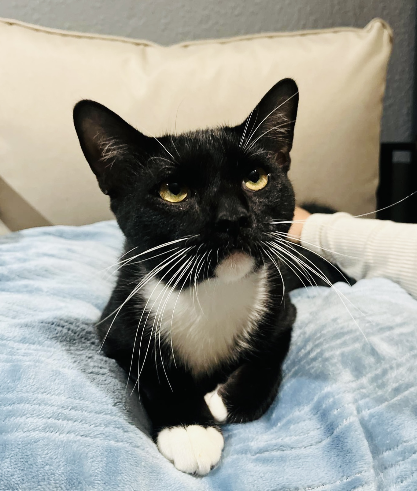 Enlarge Perfect Sylvester, a Adopted Tuxedo in West Hartford , CT image 4/5
