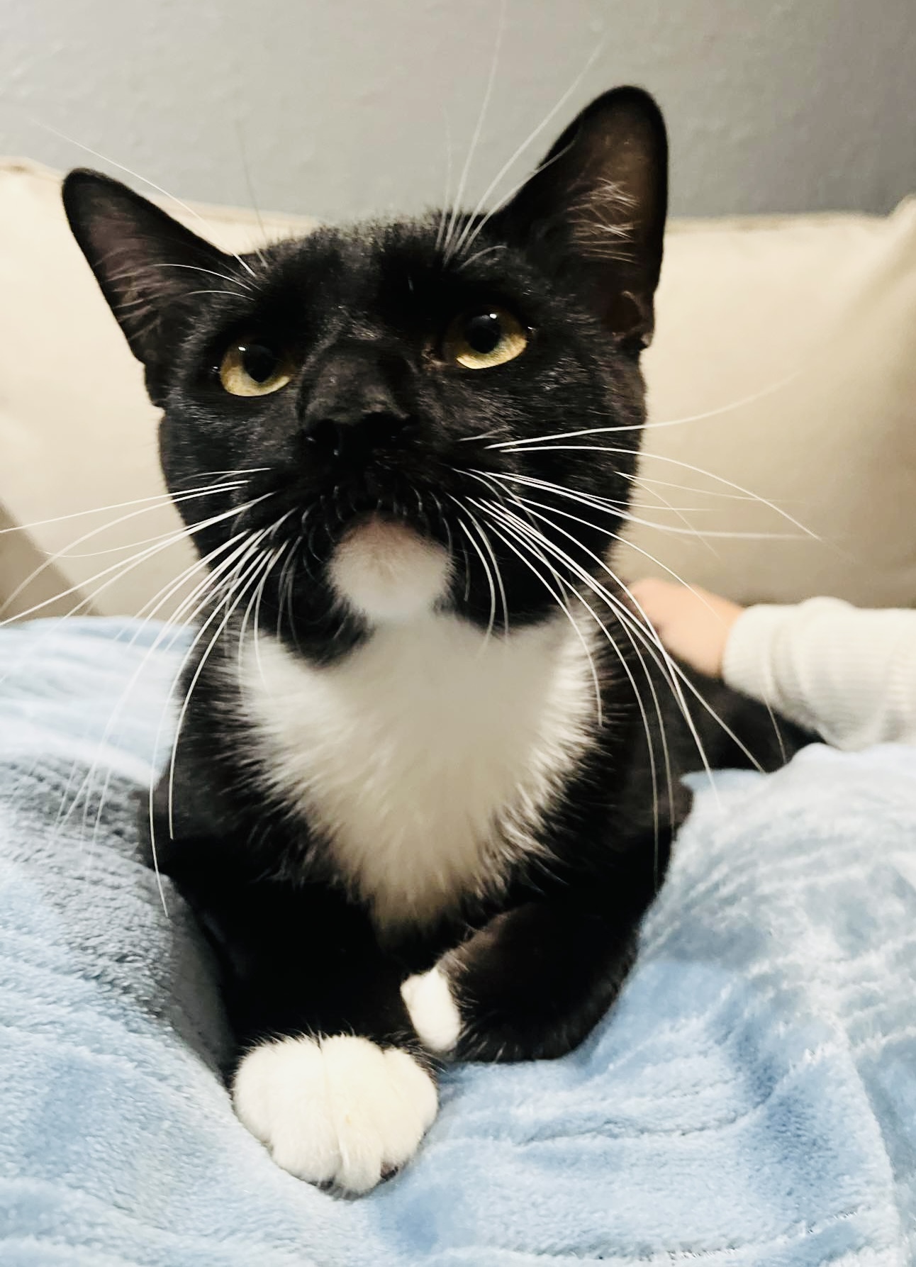 Enlarge Perfect Sylvester, a Adopted Tuxedo in West Hartford , CT image 5/5