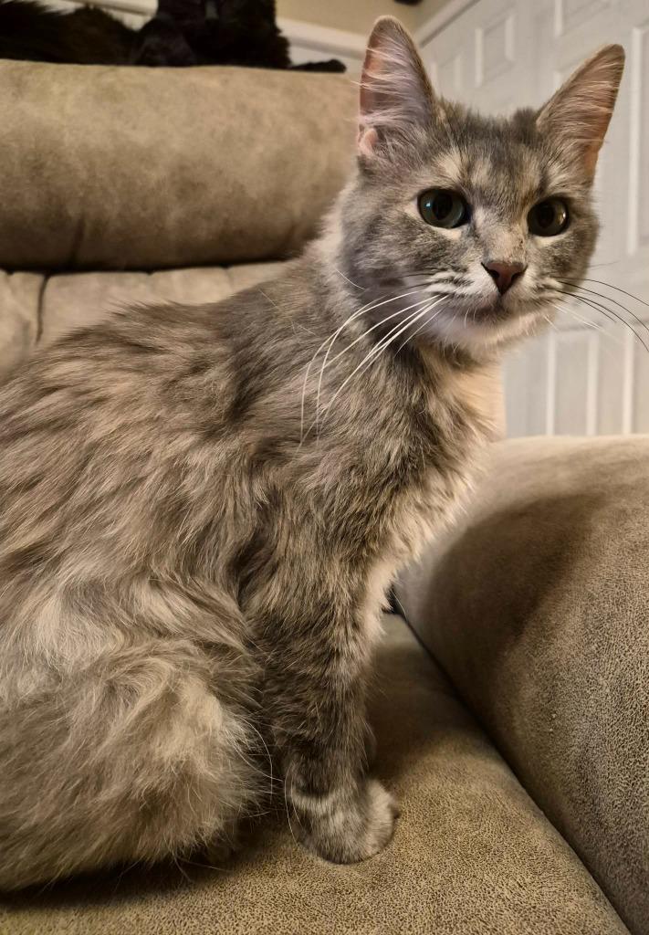 Jadis, a Adoptable mixed breed in Buford, GA image 3/5