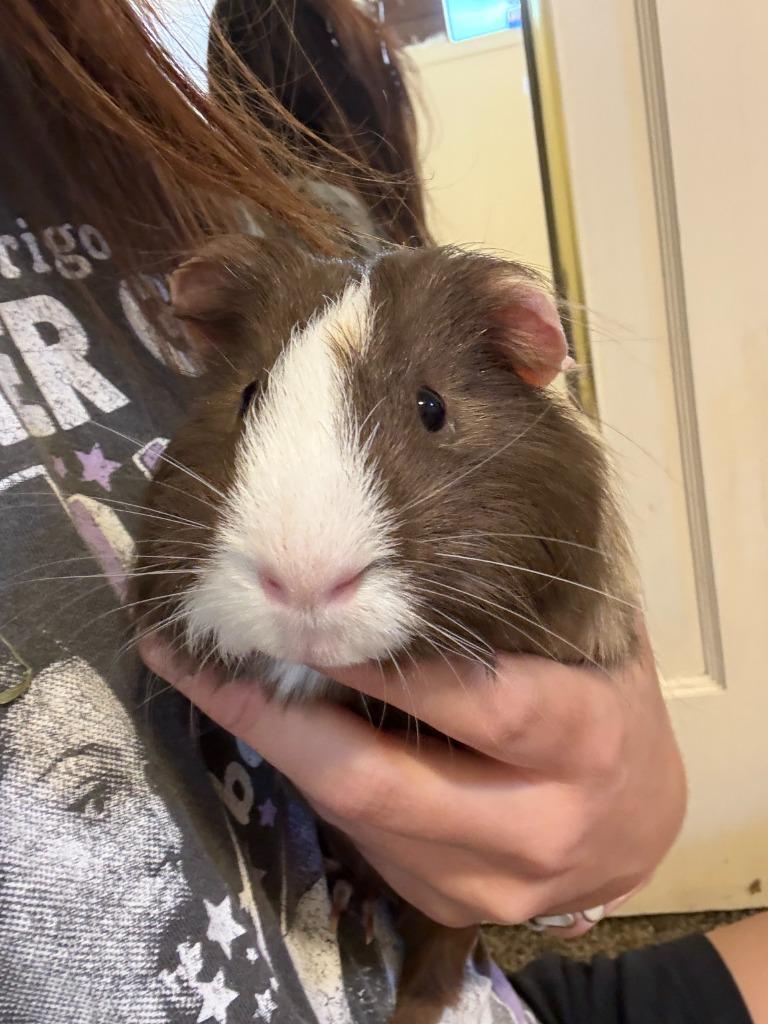 Bugsy / Mooney, Adoptable, Young Male Guinea Pig.
