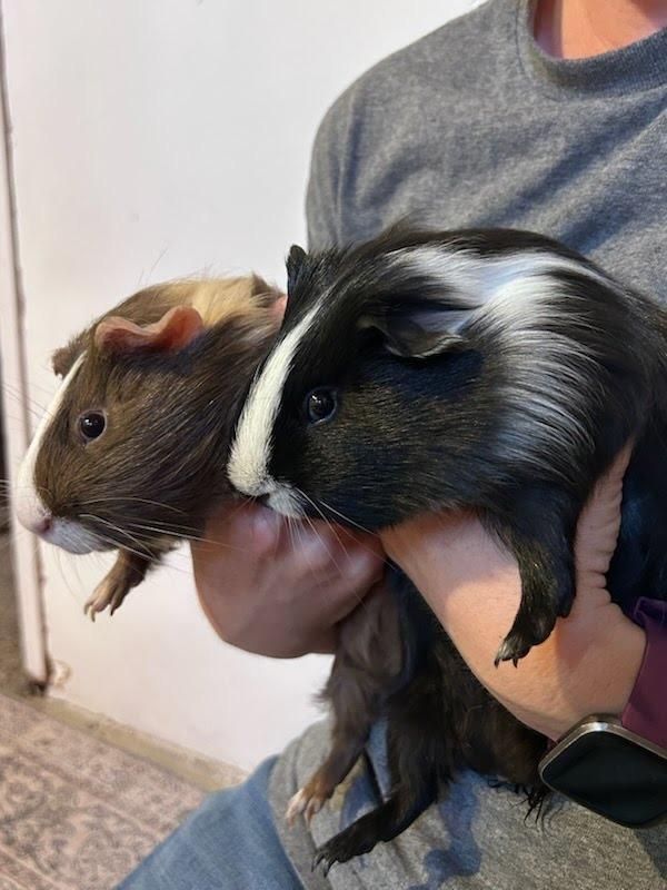 Enlarge Bugsy / Mooney, a Adoptable Guinea Pig in Eagle Mountain, UT image 3/6
