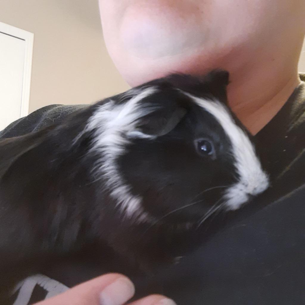 Enlarge Bugsy / Mooney, a Adoptable Guinea Pig in Eagle Mountain, UT image 4/6
