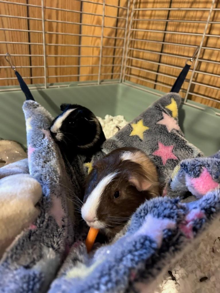 Enlarge Bugsy / Mooney, a Adoptable Guinea Pig in Eagle Mountain, UT image 5/6