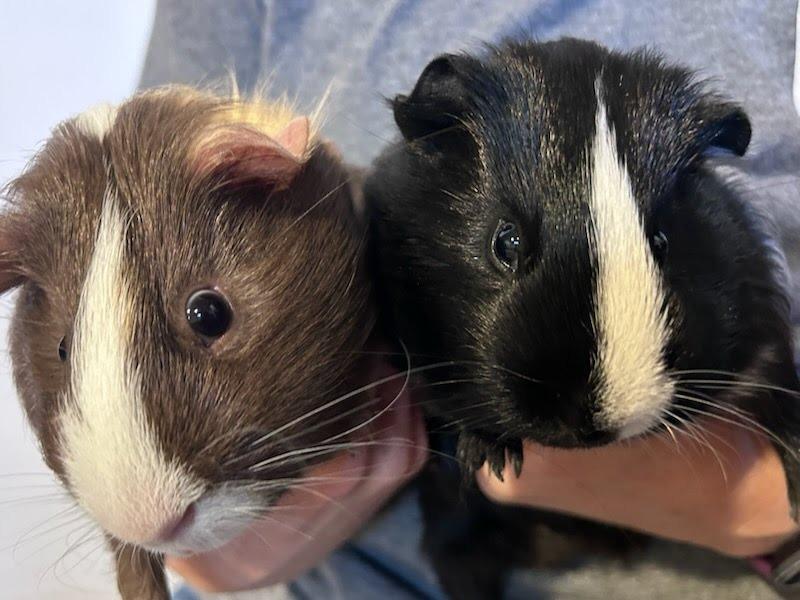 Enlarge Bugsy / Mooney, a Adoptable Guinea Pig in Eagle Mountain, UT image 6/6