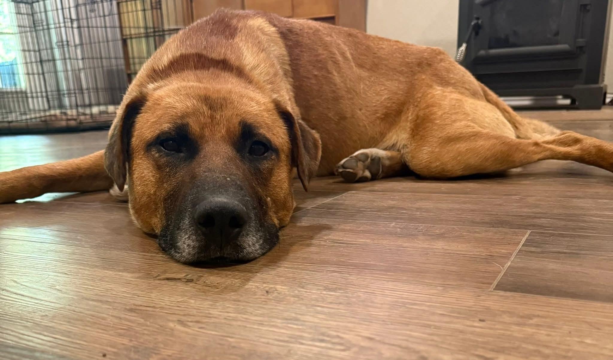 Hickory, a ADOPTABLE mixed breed in Cleveland, OK image 3/3