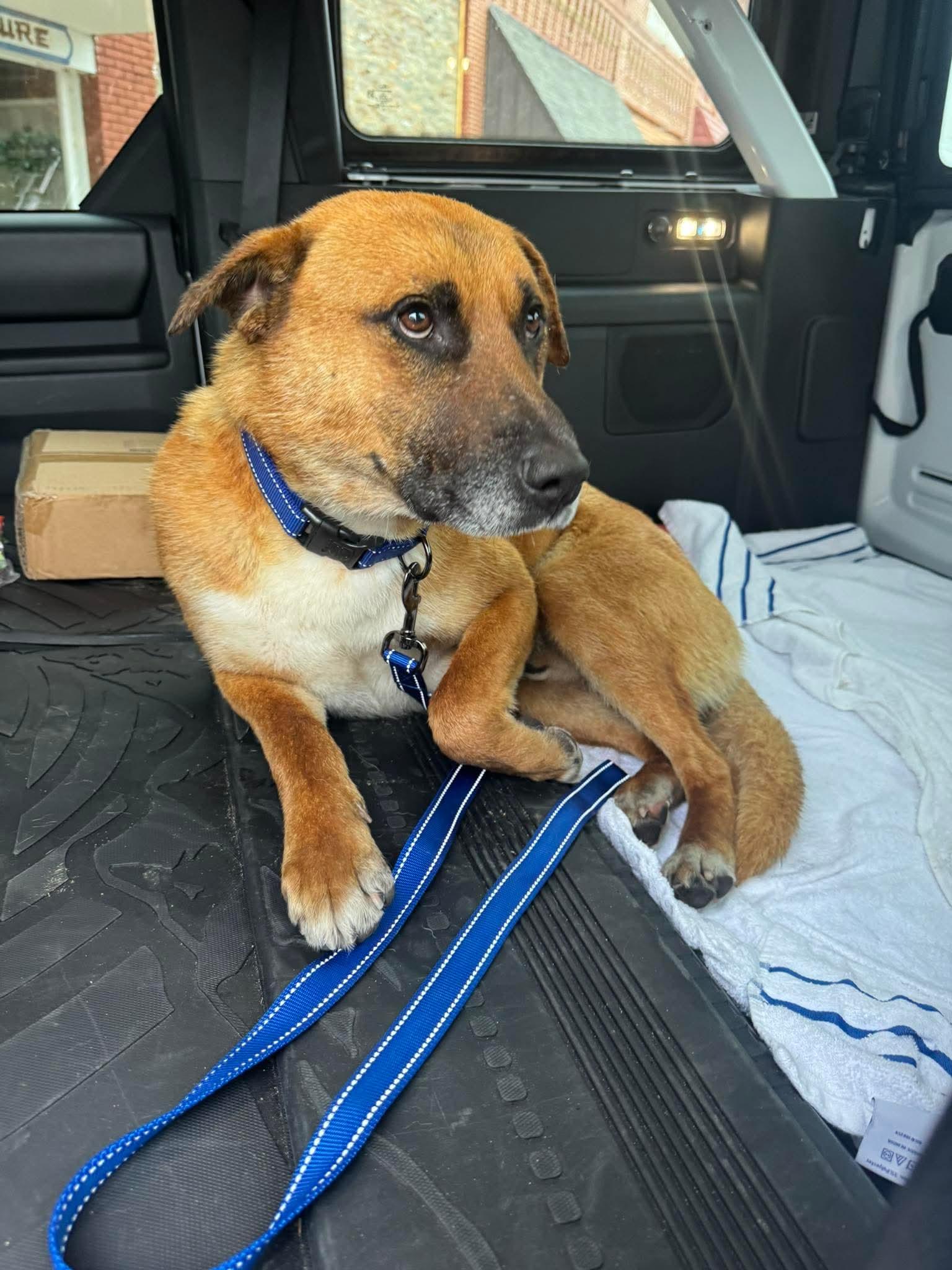 Hickory, a ADOPTABLE mixed breed in Cleveland, OK image 1/3