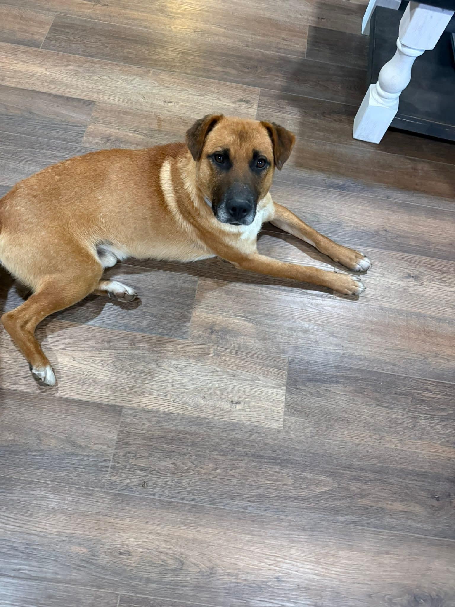 Hickory, a ADOPTABLE mixed breed in Cleveland, OK image 2/3