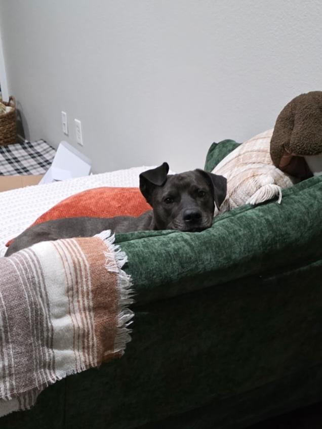 Enlarge Billy Ray, an adopted mixed breed in Fishersville , VA image 5/6