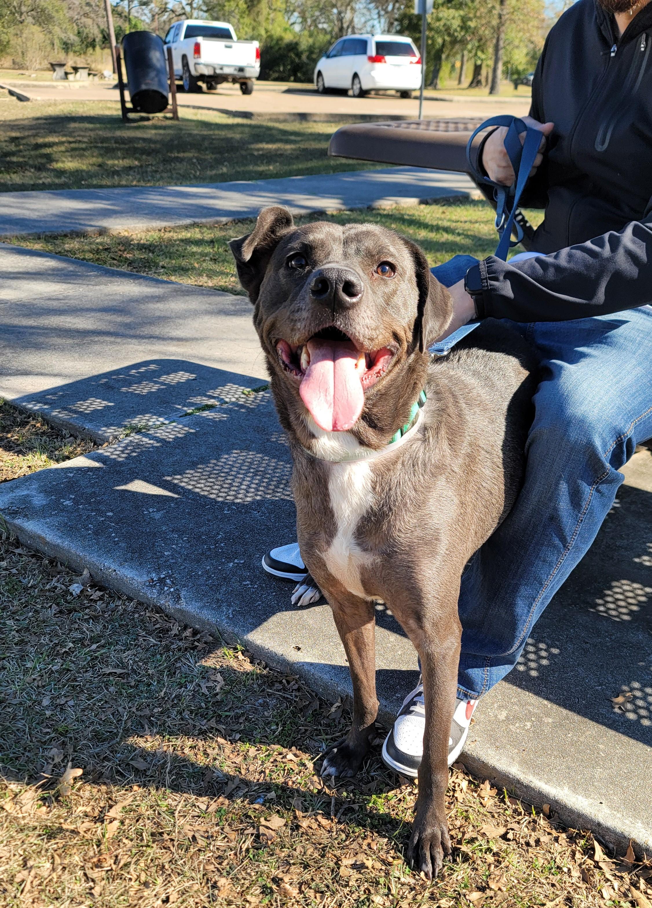 Enlarge Billy Ray, an adopted mixed breed in Fishersville , VA image 3/6