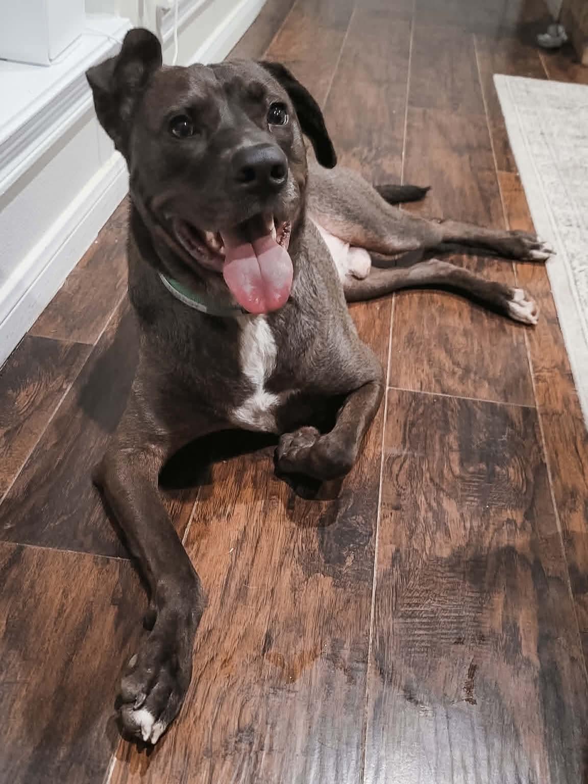 Enlarge Billy Ray, an adopted mixed breed in Fishersville , VA image 1/6