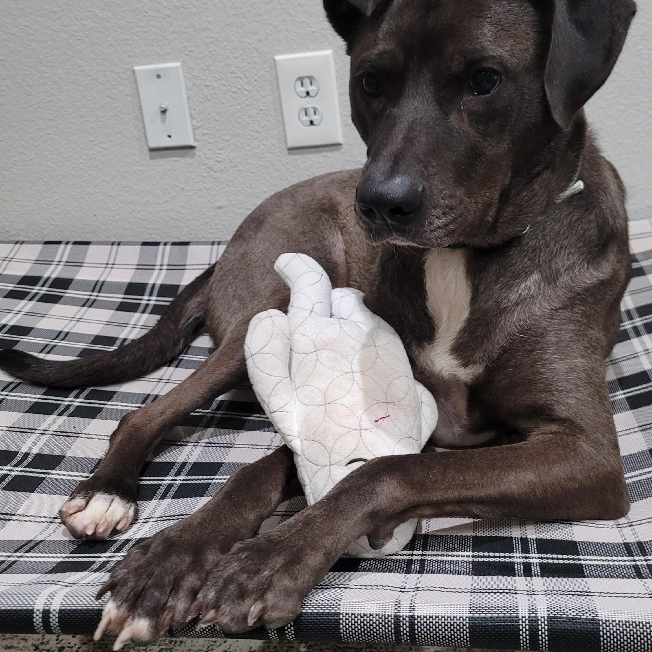 Enlarge Billy Ray, an adopted mixed breed in Fishersville , VA image 4/6