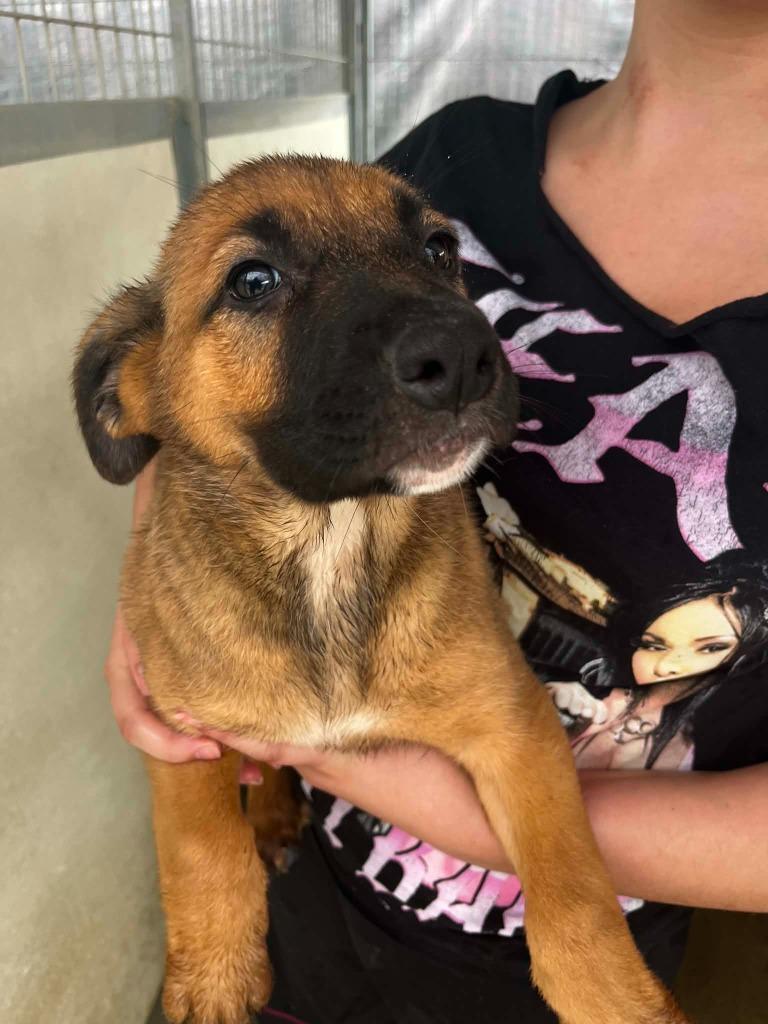 Lois, Adoptable, Puppy Female German Shepherd Dog & Mixed Breed.