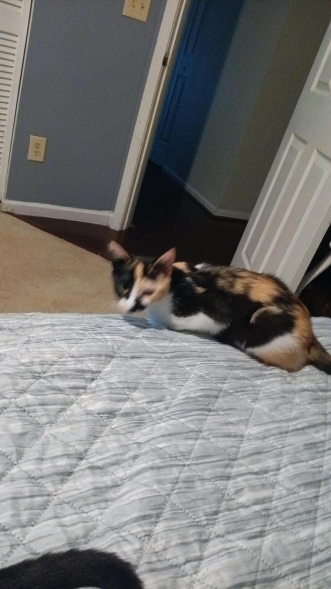 WINDY, Adoptable, Kitten Female Domestic Short Hair.