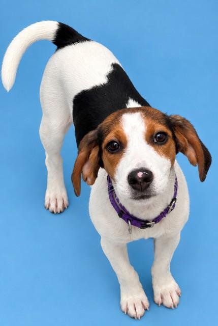 Enlarge LORETTA, a Adoptable mixed breed in Westminster, MD image 1/1