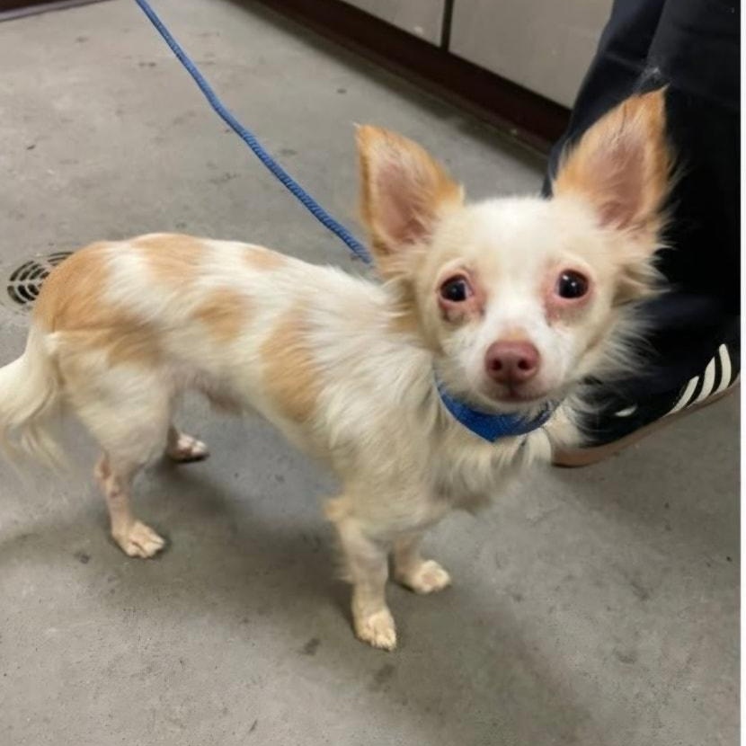 Michael, adopted, Young Male Chihuahua.