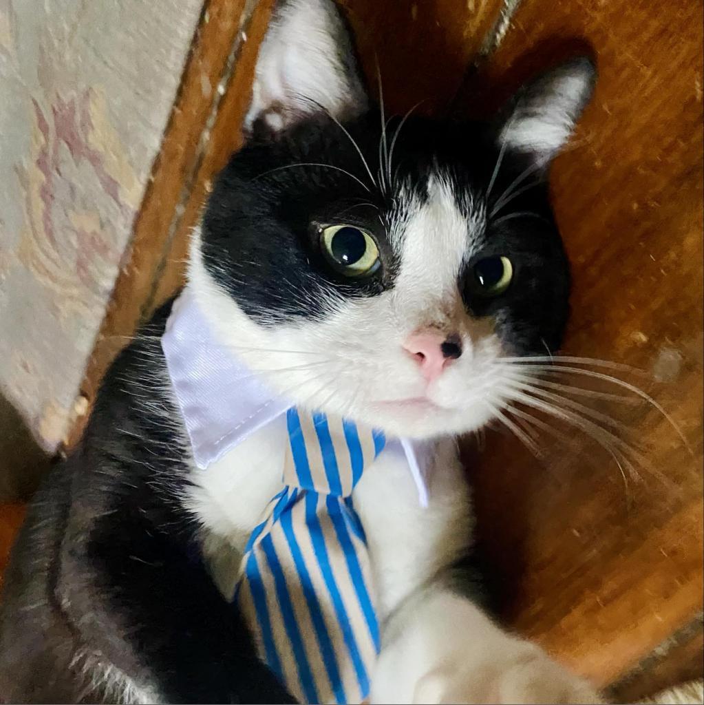 Benji, Adoptable, Adult Male Domestic Short Hair.