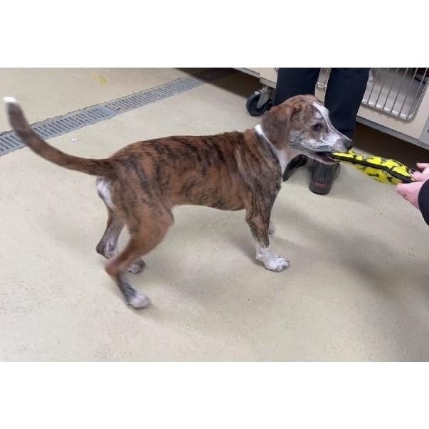 Copper Ray thumbnail 2