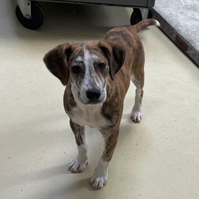 Copper Ray thumbnail 3