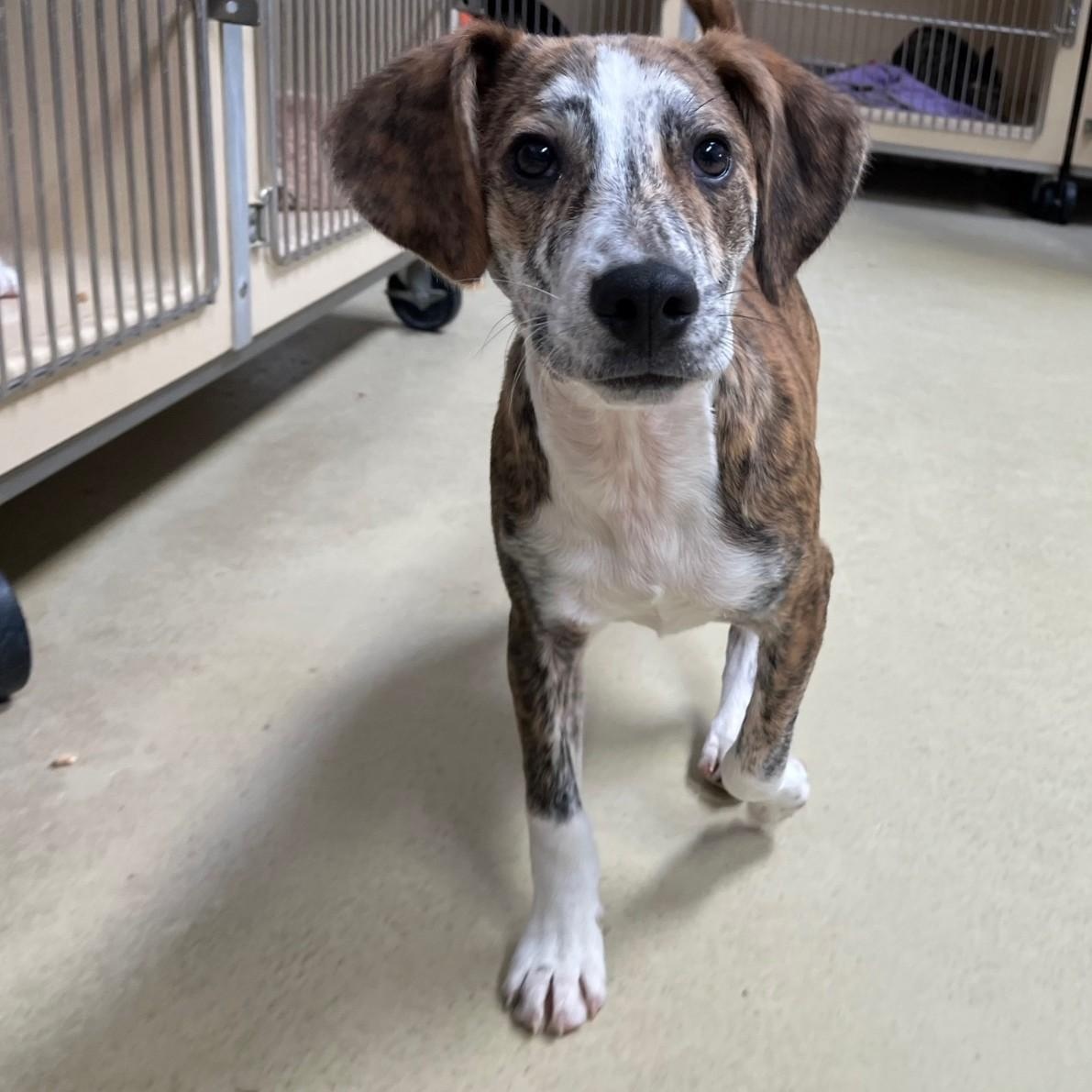 Copper Ray thumbnail 5