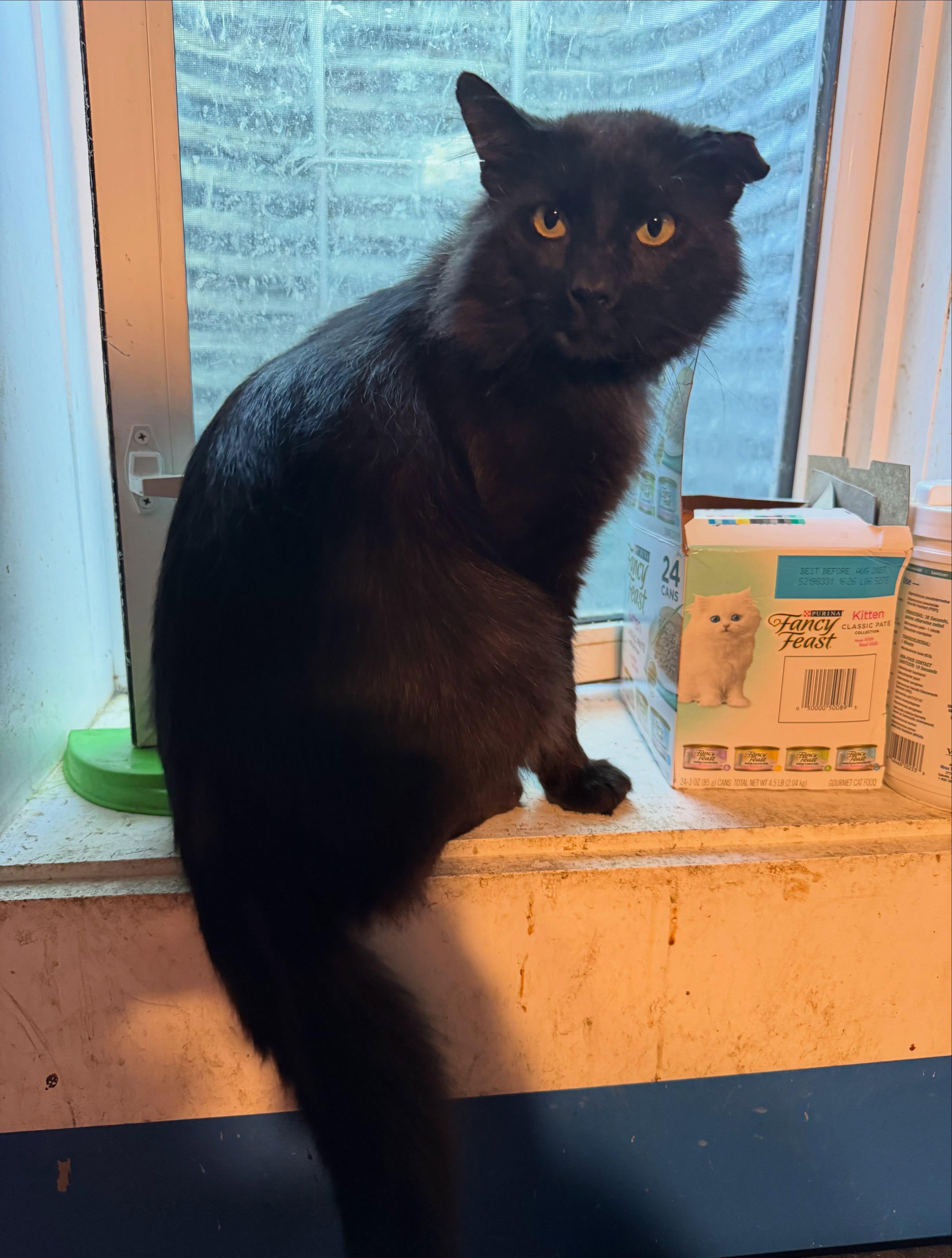 Enlarge Tony, an adopted Domestic Long Hair in Rochester, NY image 5/5