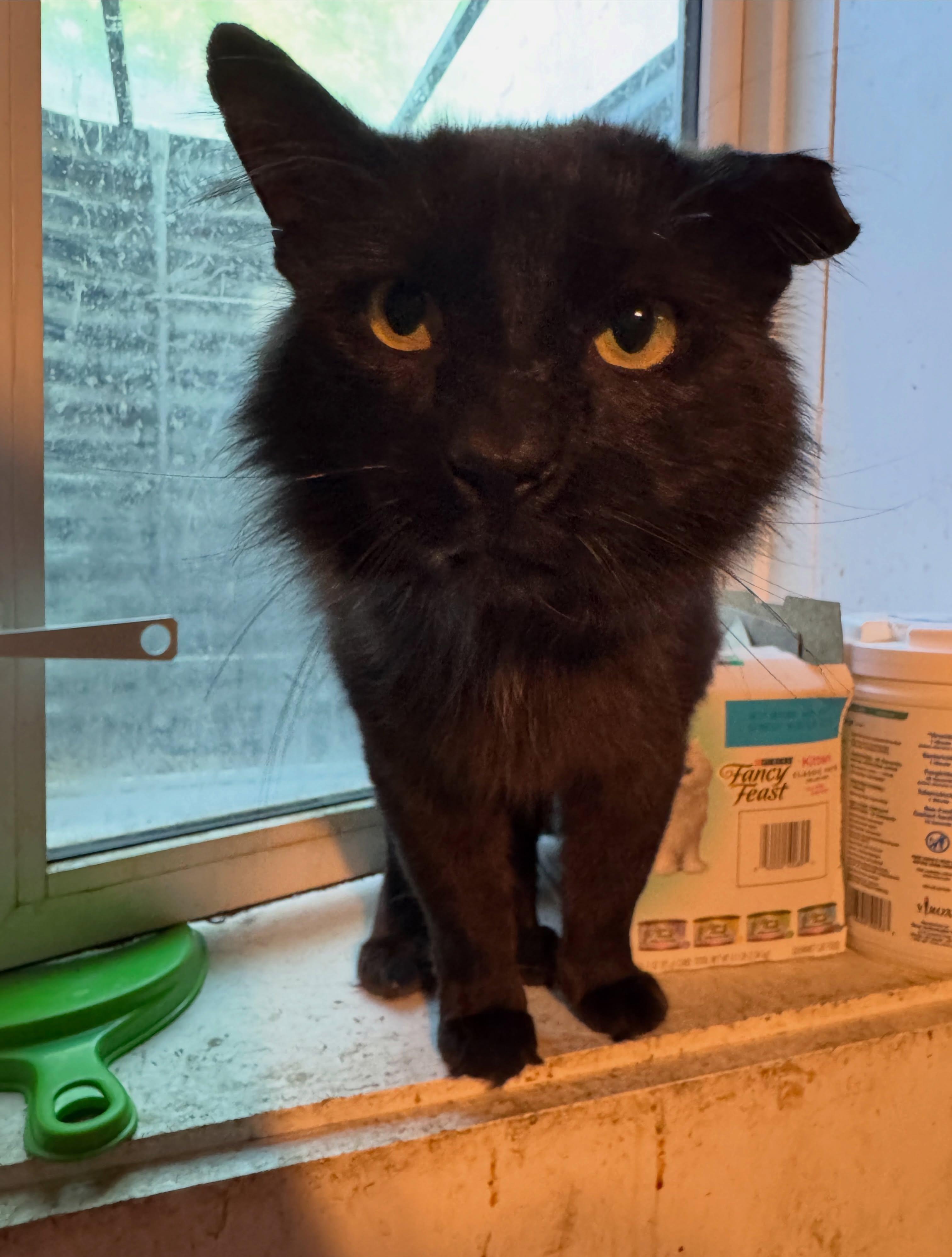 Tony, adopted, Adult Male Domestic Long Hair.