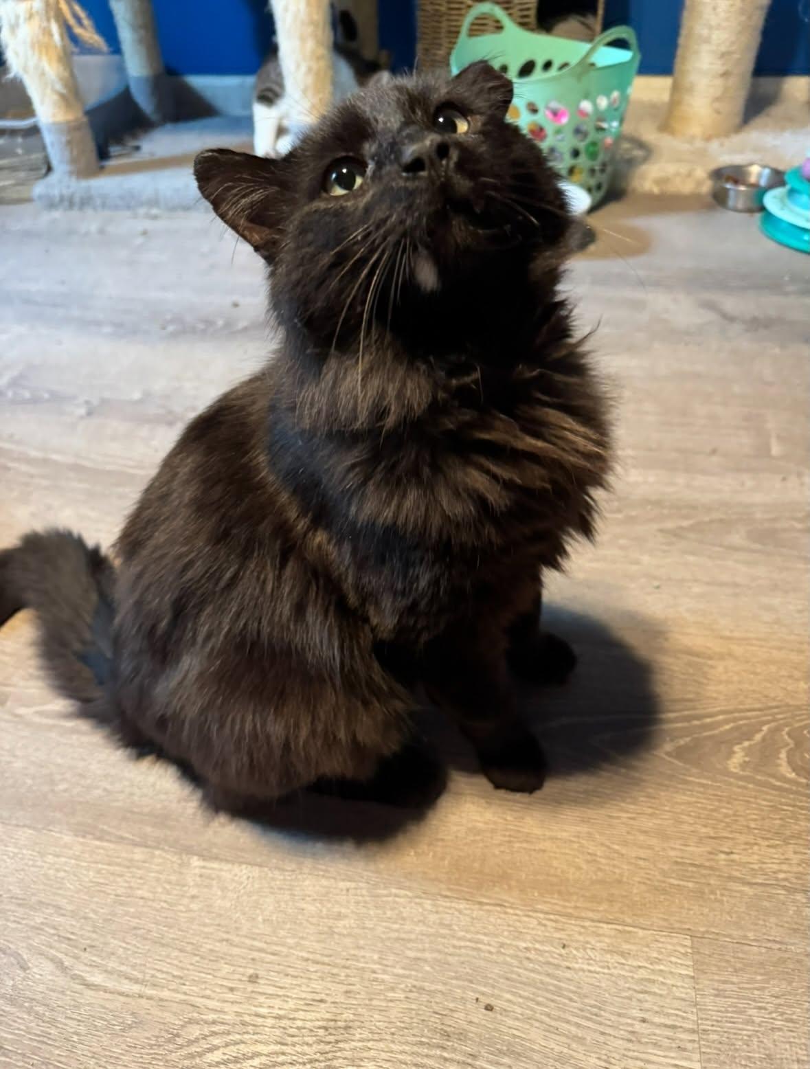 Enlarge Tony, an adopted Domestic Long Hair in Rochester, NY image 4/5