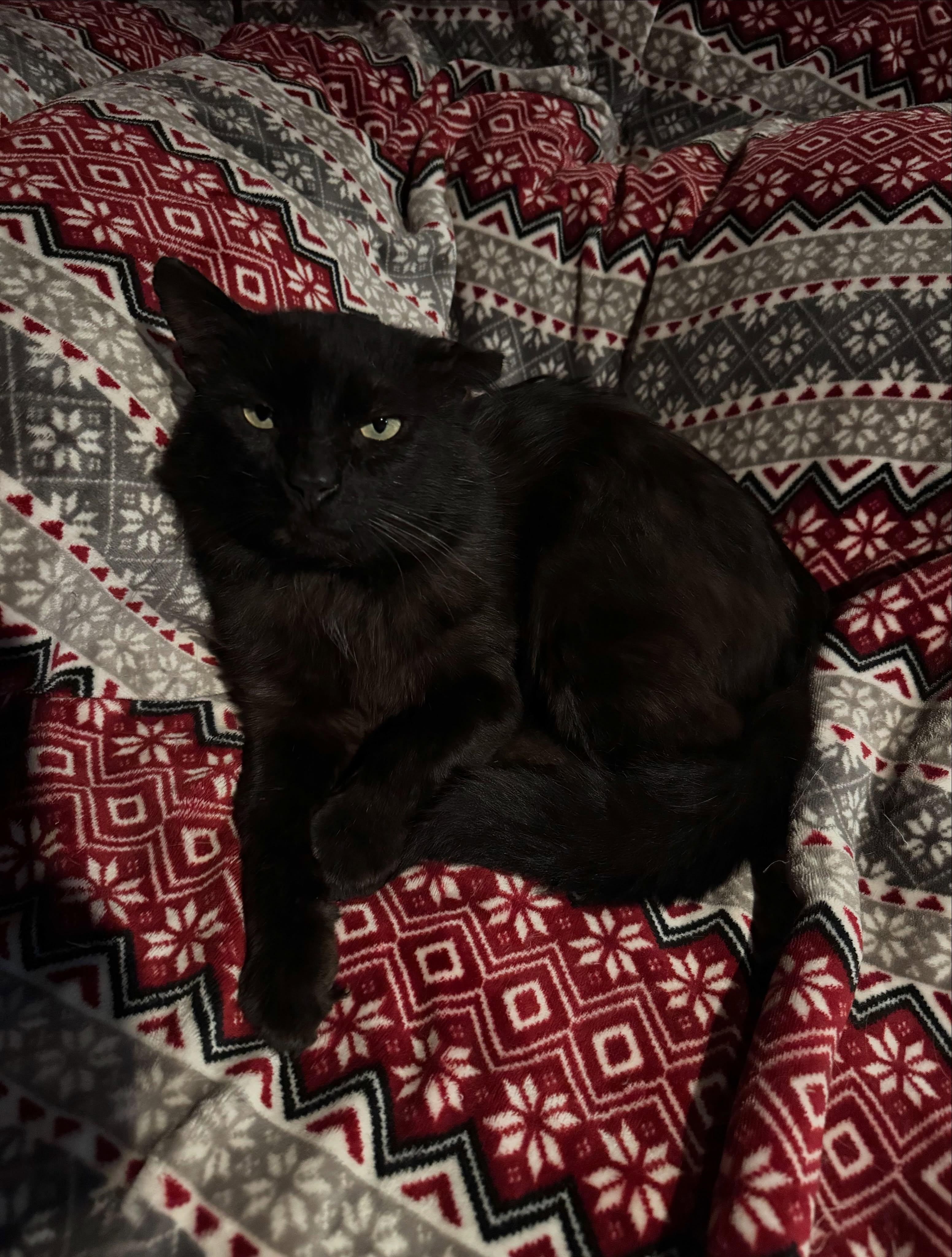 Enlarge Tony, an adopted Domestic Long Hair in Rochester, NY image 3/5