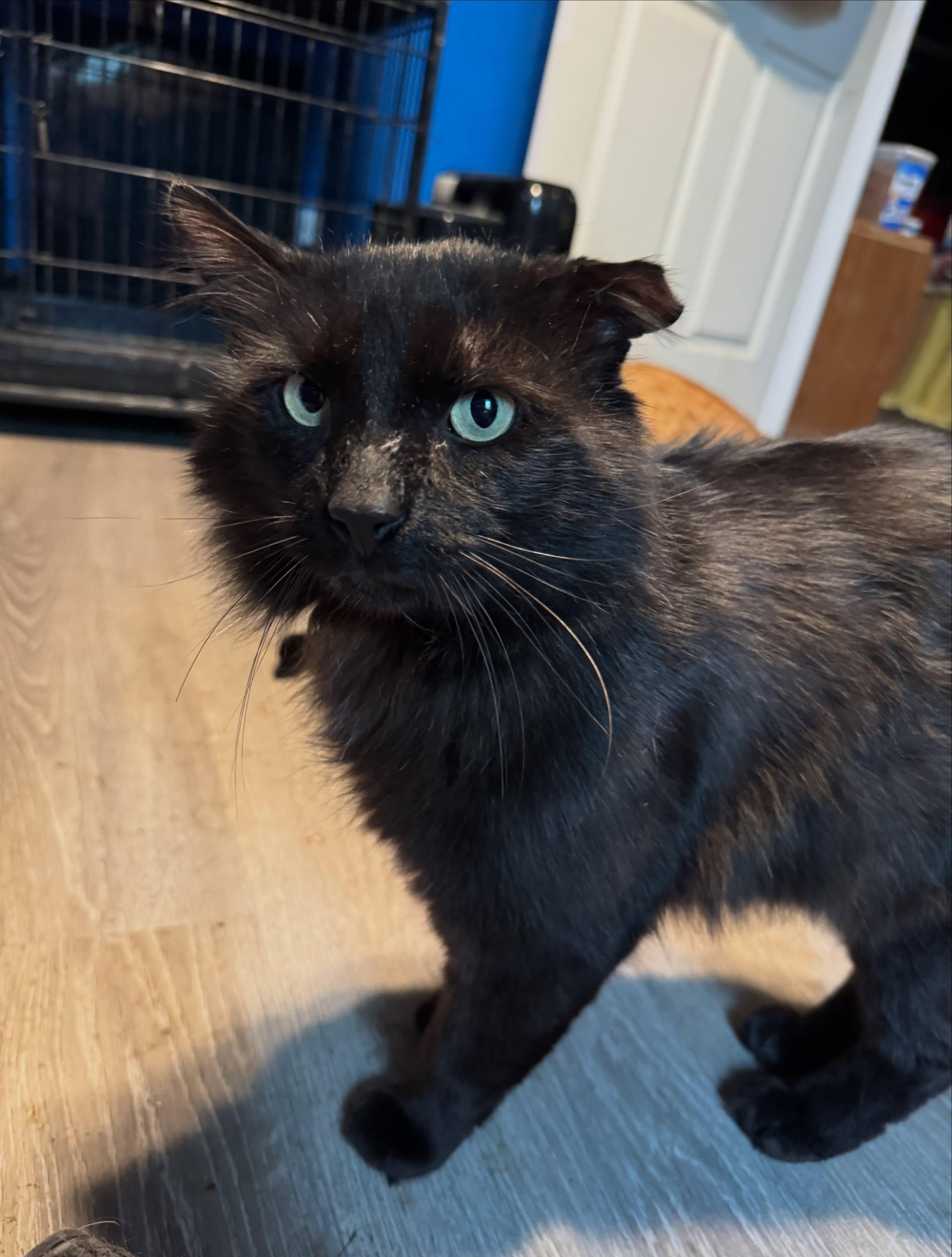 Enlarge Tony, an adopted Domestic Long Hair in Rochester, NY image 2/5