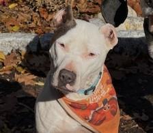 Freya beautiful Petite Doggie great Family dog loves to Play with Dogs, an adopted mixed breed in Charlottesville, VA image 3/3