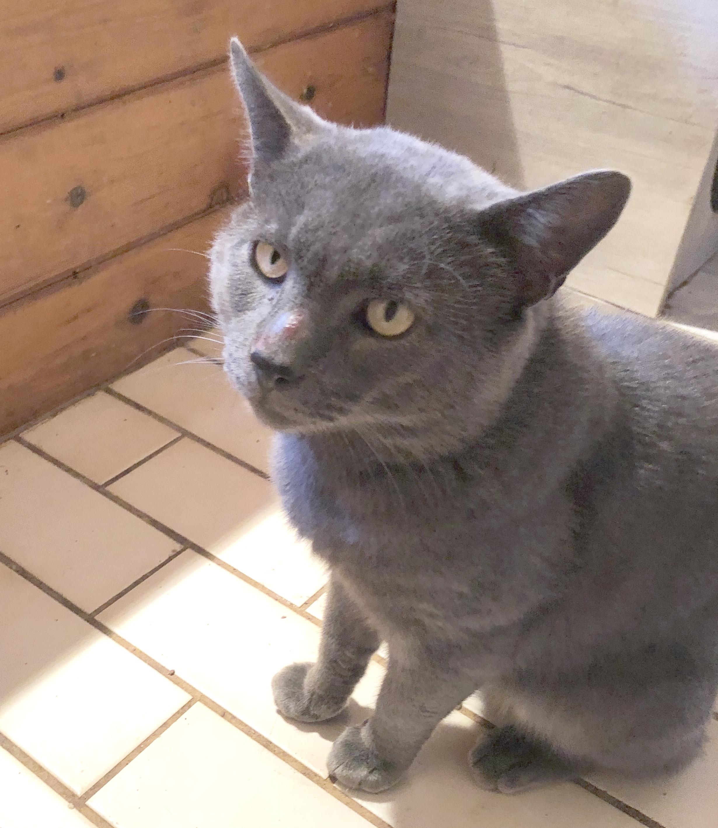 Enlarge Numero Me, the head- butting lap-cat who needs to be with you!, a Adoptable Domestic Short Hair in Worcester, MA image 1/4