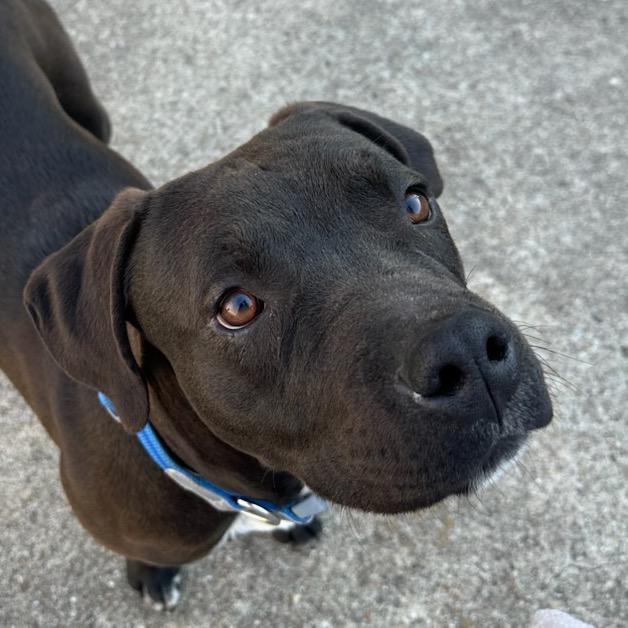 Enlarge Buddy, a Adoptable mixed breed in Waco, TX image 1/1