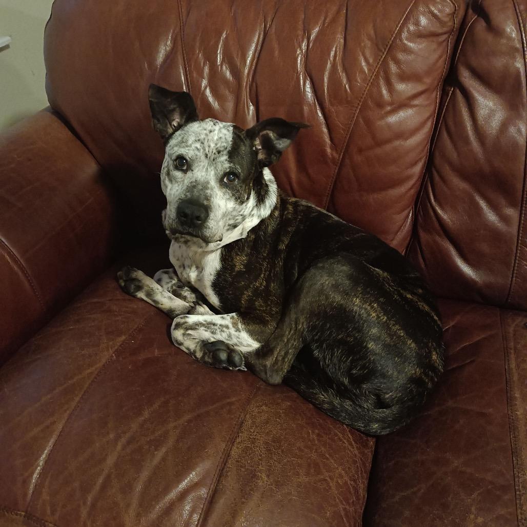 Enlarge Faline, a Adoptable mixed breed in Tomah, WI image 2/6