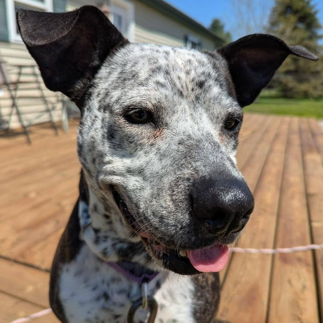Enlarge Faline, a Adoptable mixed breed in Tomah, WI image 5/6