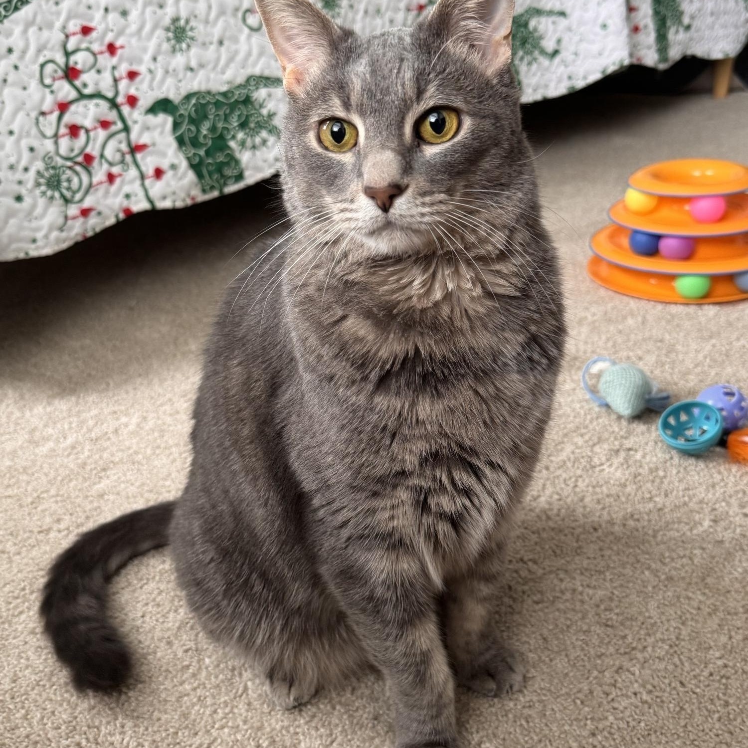 Enlarge Jester, a Adoptable Tabby in Leesburg, VA image 2/3