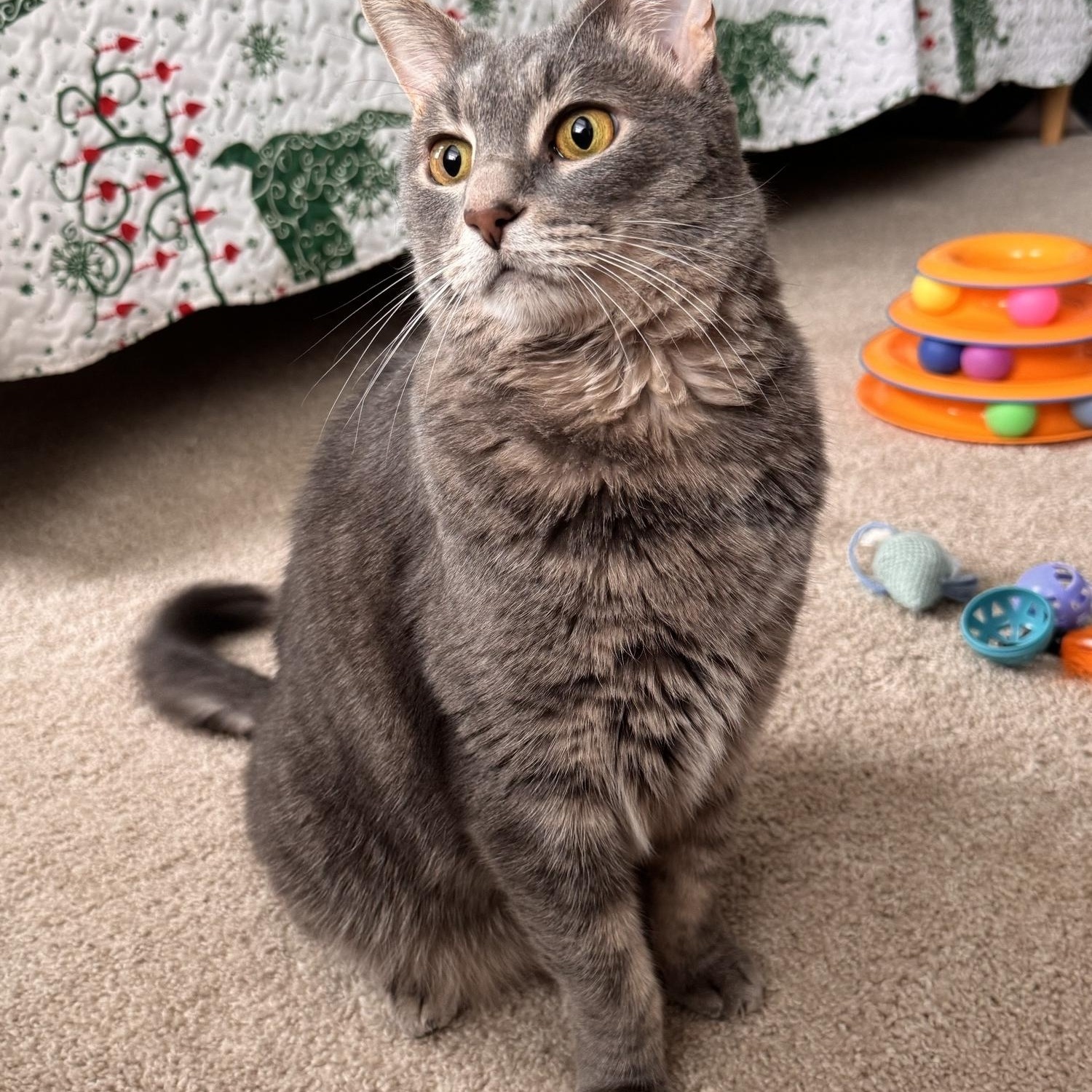 Jester, Adoptable, Adult Male Tabby.