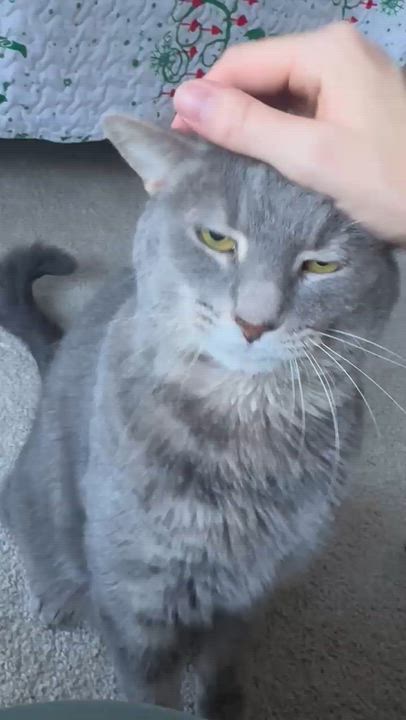 Enlarge Jester, a Adoptable Tabby in Leesburg, VA video 3/3