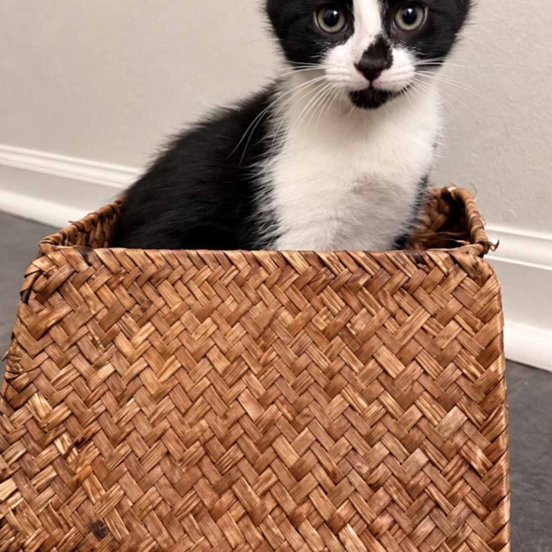 Sprig, Adopted, Kitten Male Domestic Short Hair.