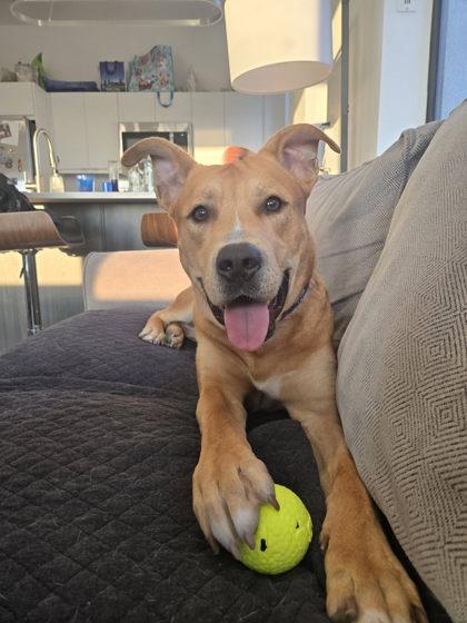 Milo, a Adoptable mixed breed in Kansas City, MO image 1/3