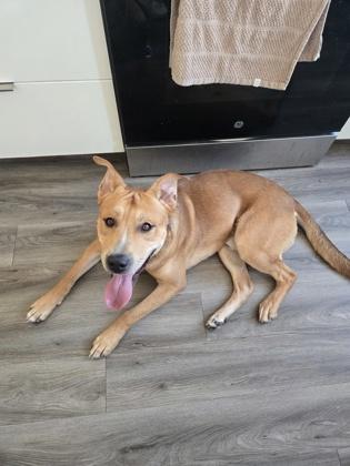 Milo, a Adoptable mixed breed in Kansas City, MO image 2/3