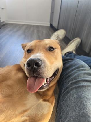 Milo, a Adoptable mixed breed in Kansas City, MO image 3/3