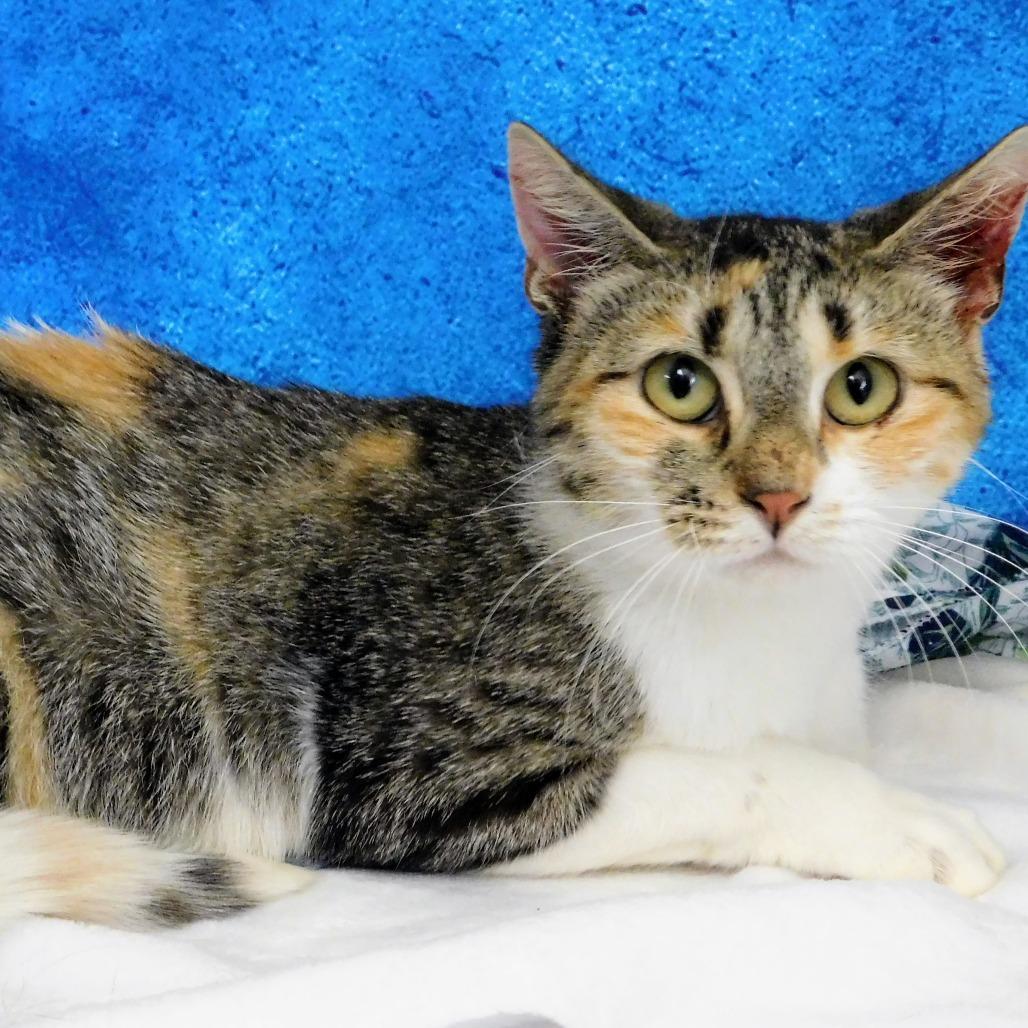 Chessie, a Adoptable Domestic Short Hair in Peoria, IL image 1/6