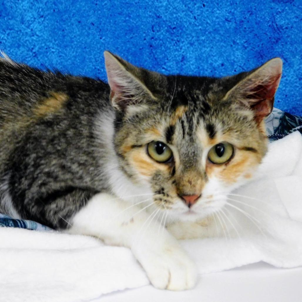 Chessie, a Adoptable Domestic Short Hair in Peoria, IL image 2/6