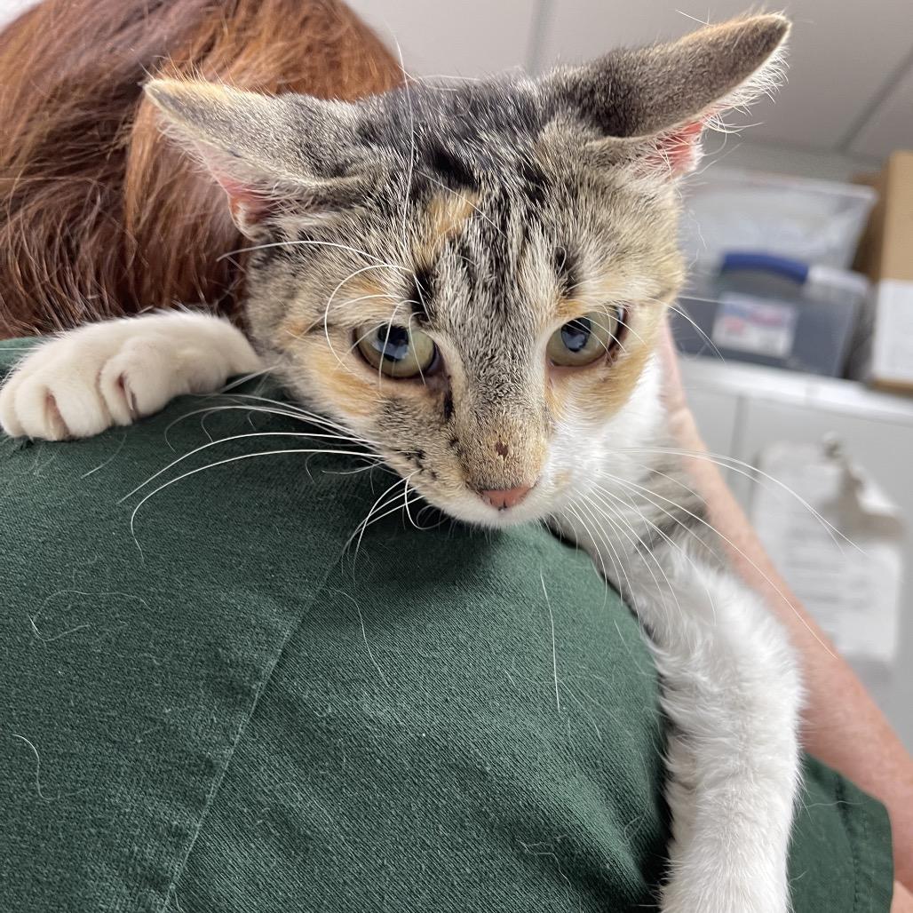 Chessie, a Adoptable Domestic Short Hair in Peoria, IL image 3/6