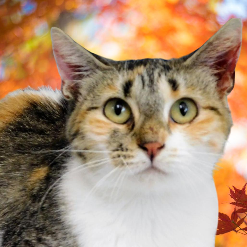 Chessie, a Adoptable Domestic Short Hair in Peoria, IL image 4/6