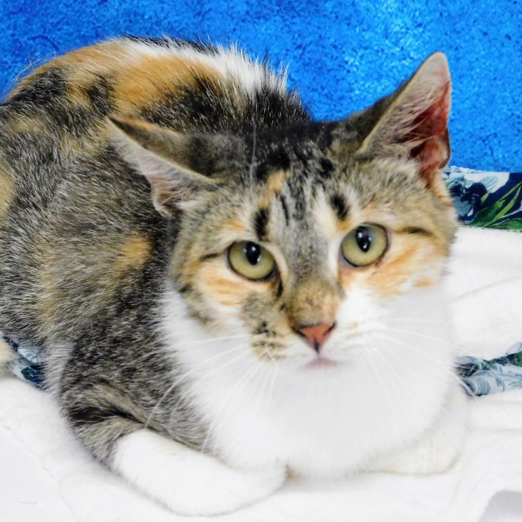 Chessie, a Adoptable Domestic Short Hair in Peoria, IL image 5/6